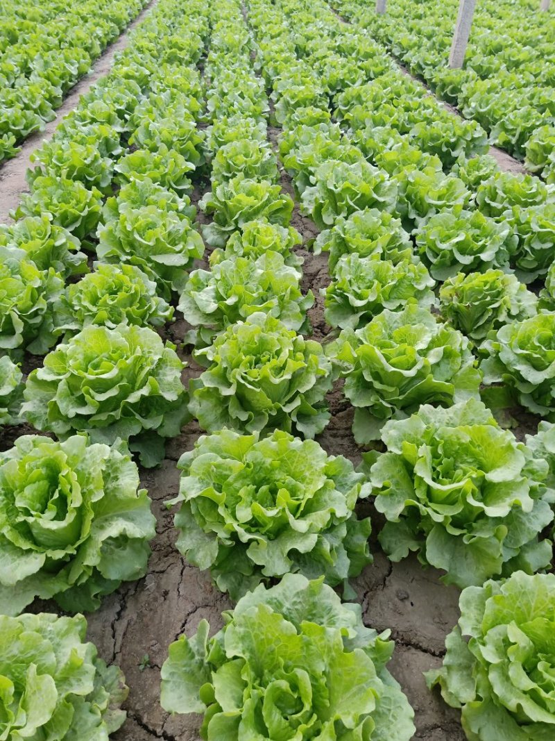 意大利生菜暖棚精品通货都有常年供应精品意大利生