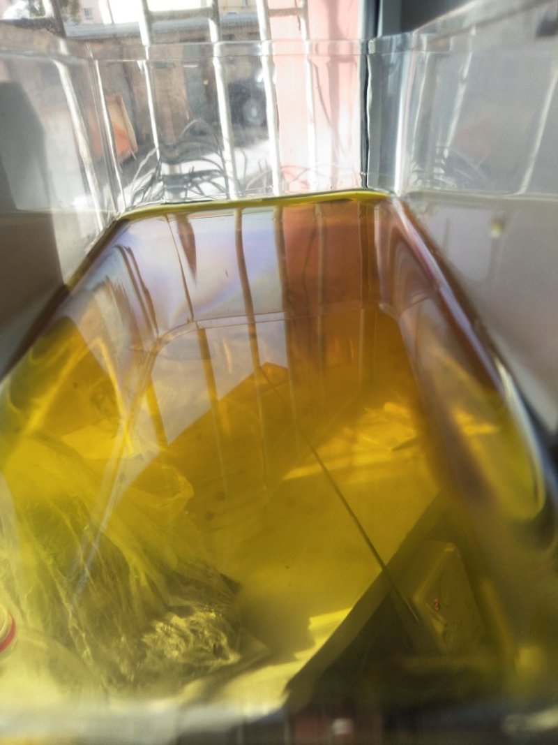 甘蓝型油菜籽