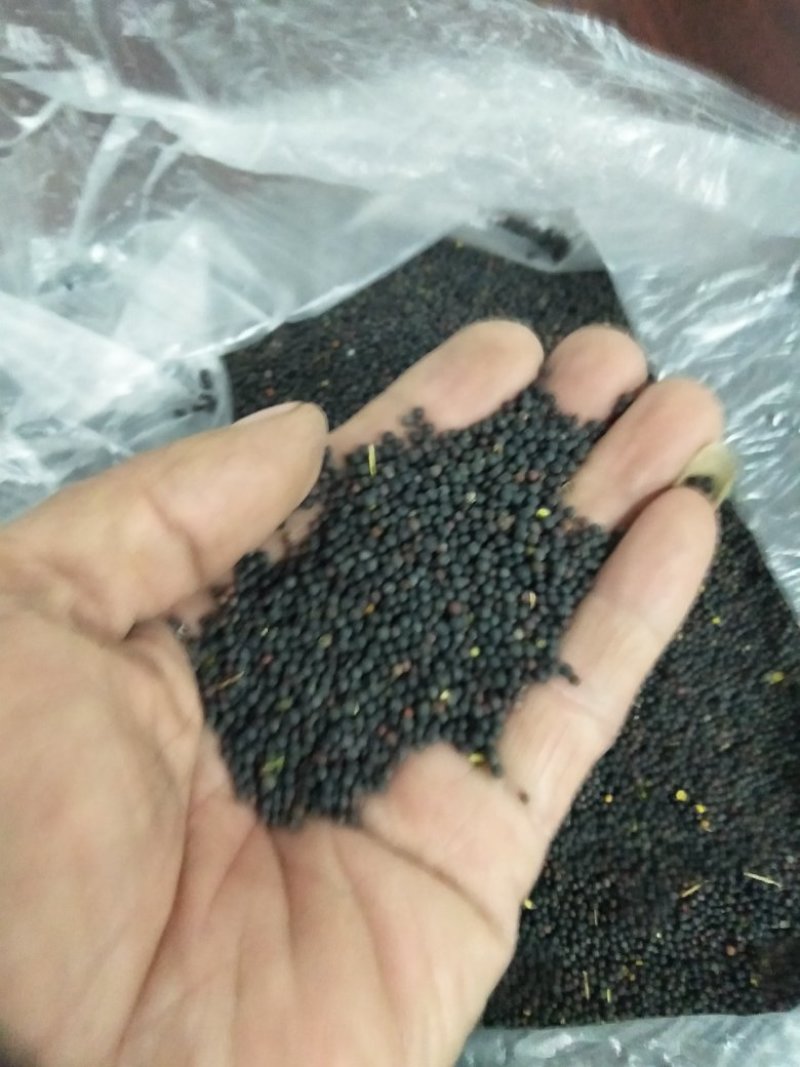 甘蓝型油菜籽