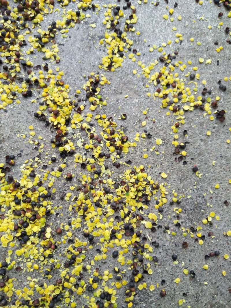 甘蓝型油菜籽