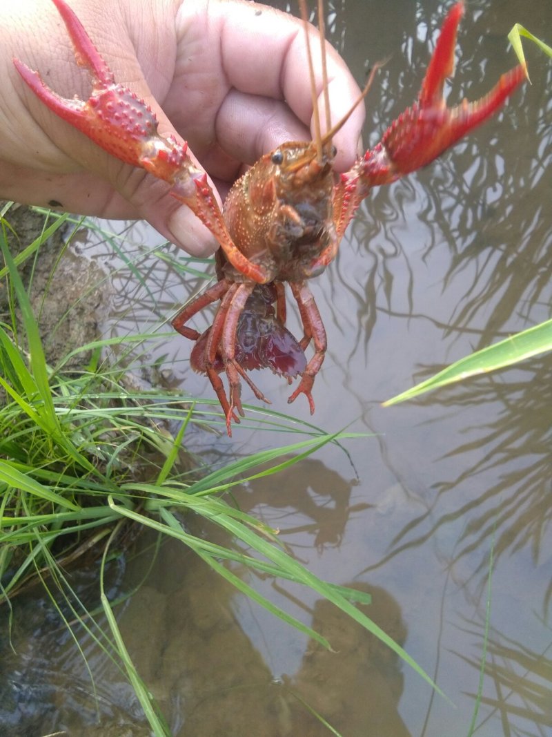 水稻，大米
