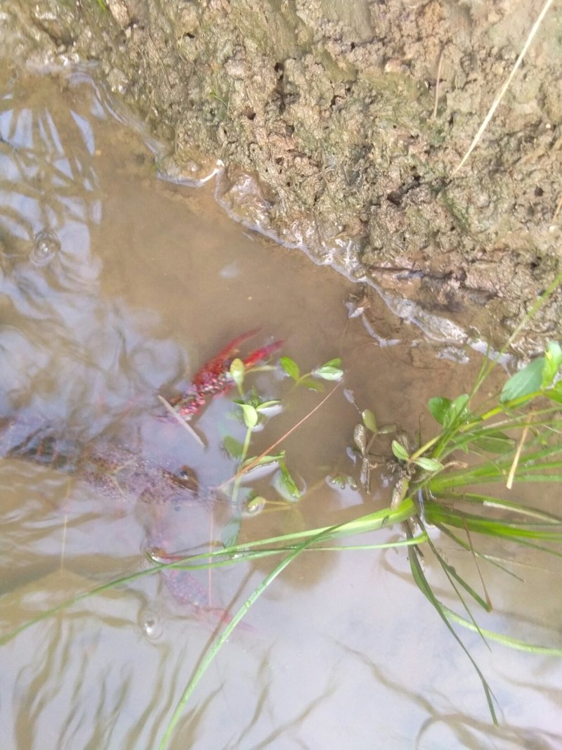 水稻，大米