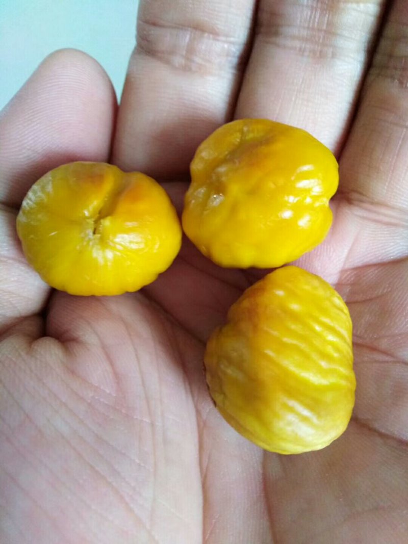 迁西板栗