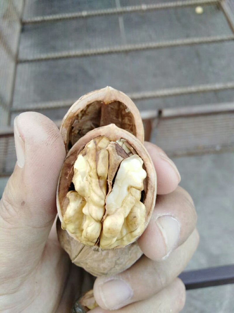 迁西板栗