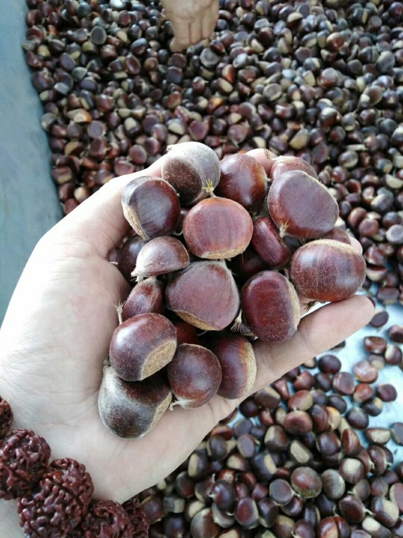迁西板栗