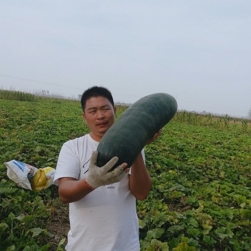 黑皮冬瓜吊冬瓜大冬瓜白冬瓜水果冬瓜上市啦