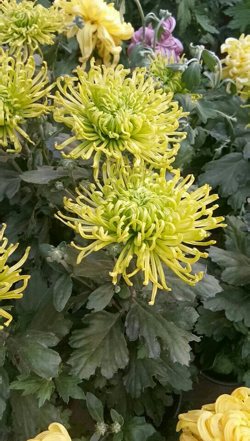 菊花