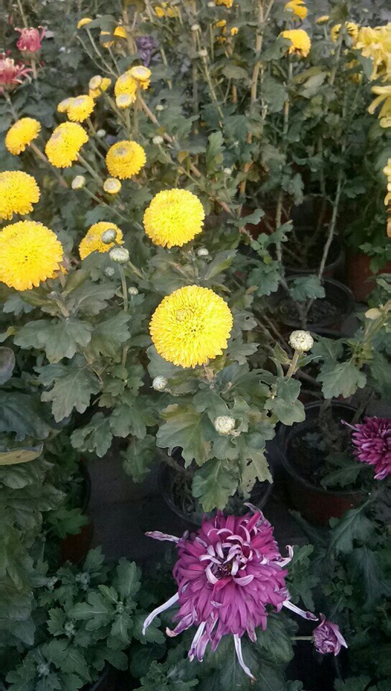 菊花