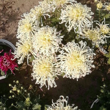 菊花