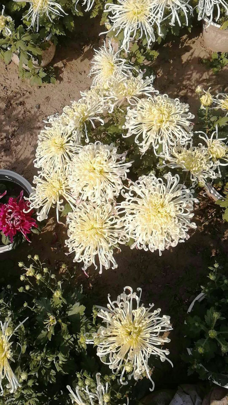 菊花