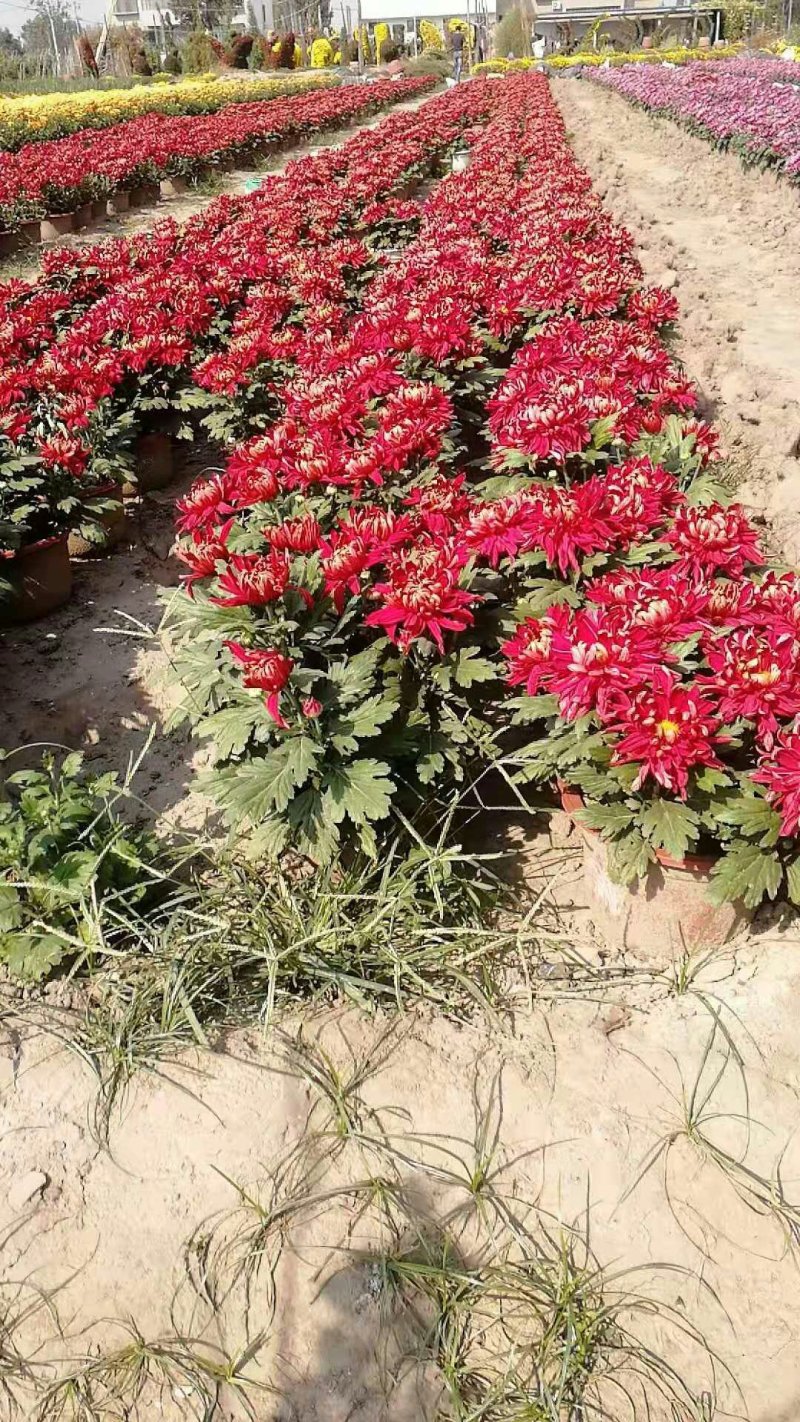 菊花