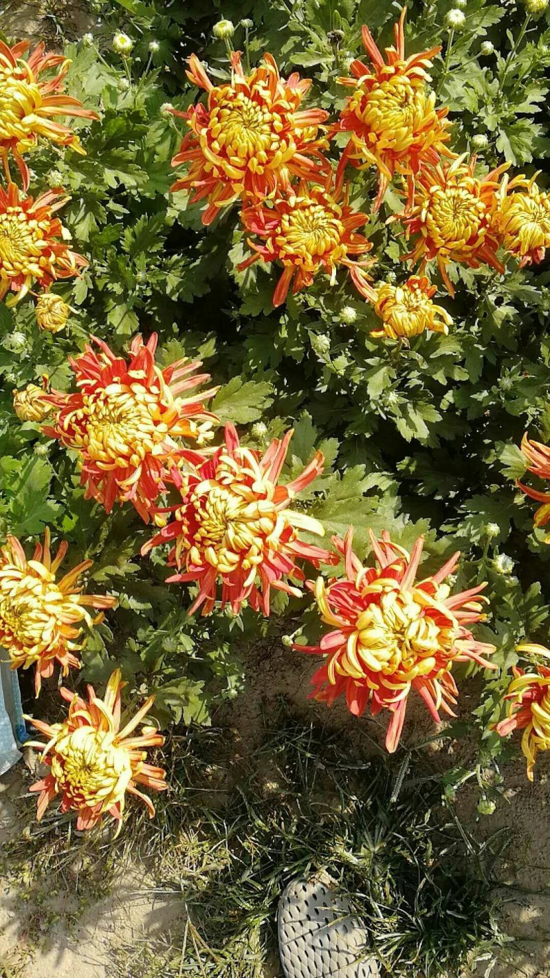菊花