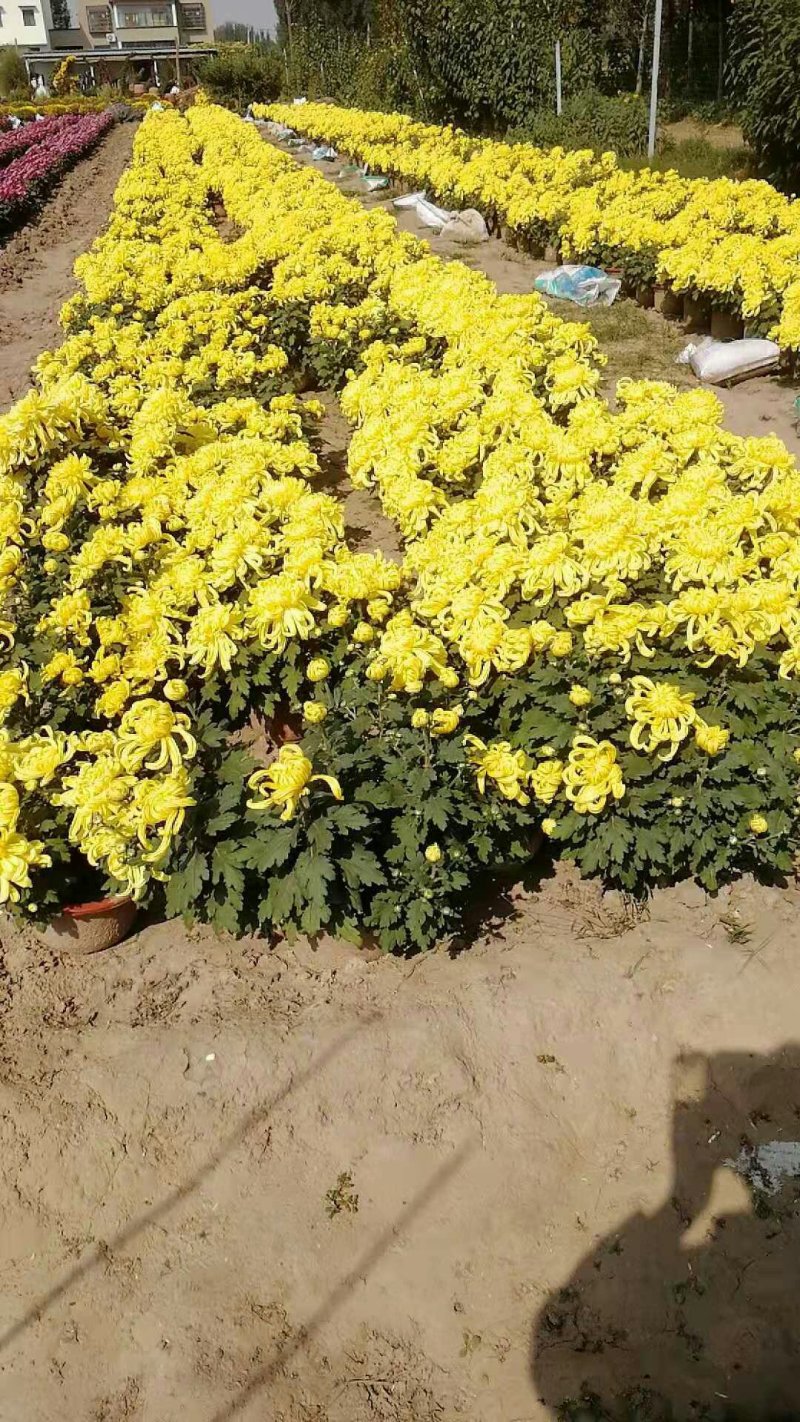 菊花