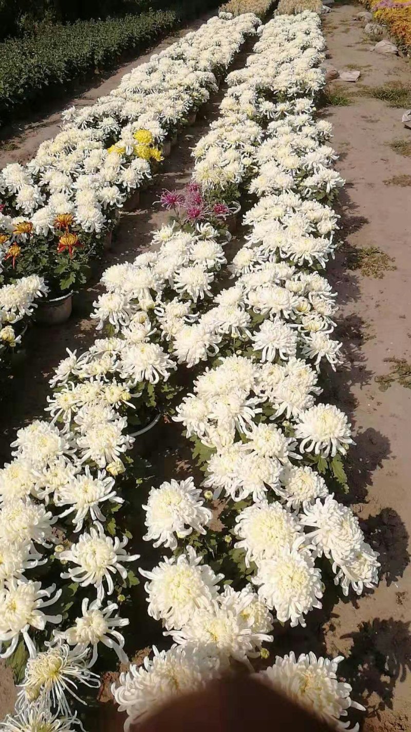 菊花