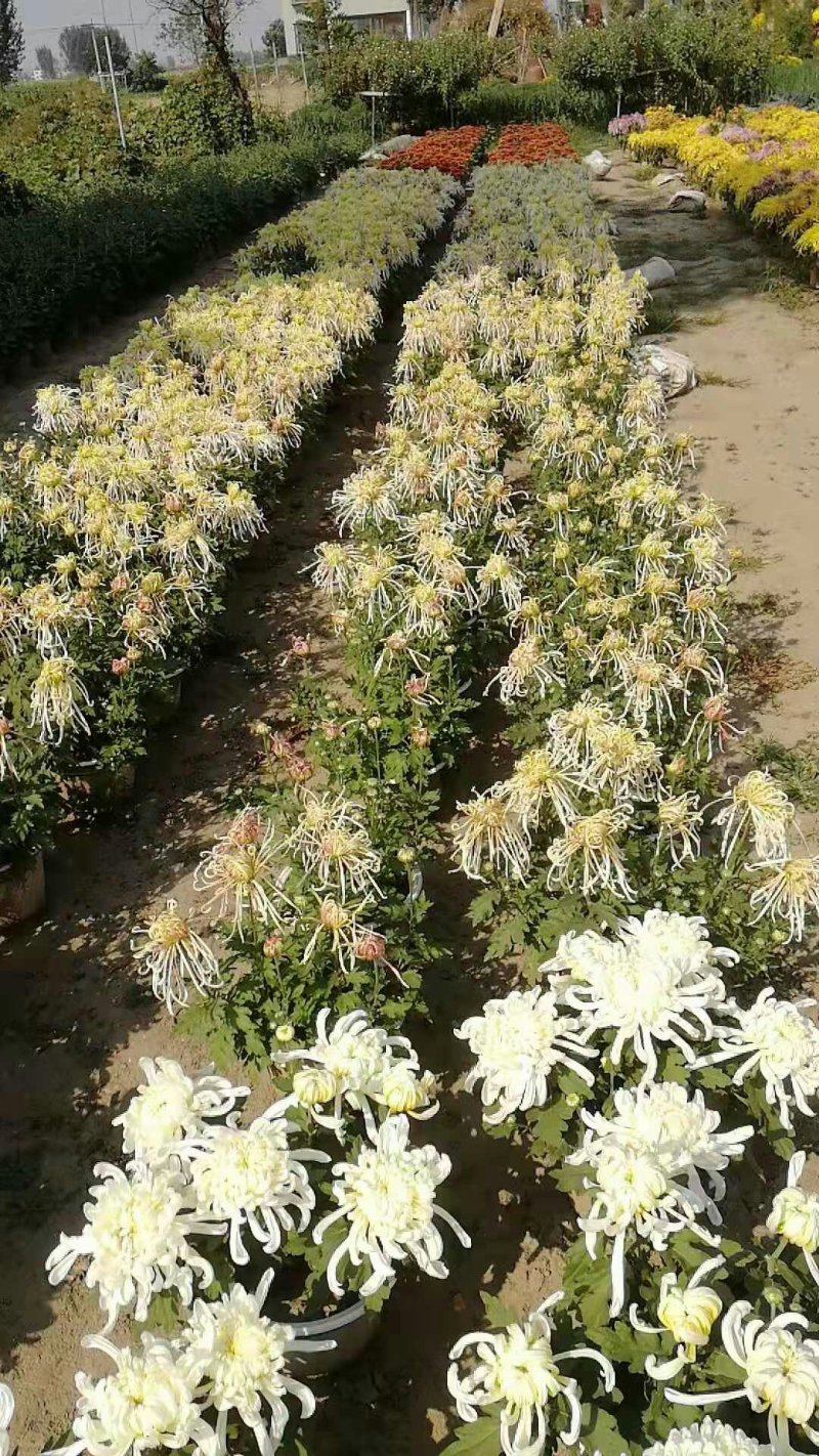 菊花