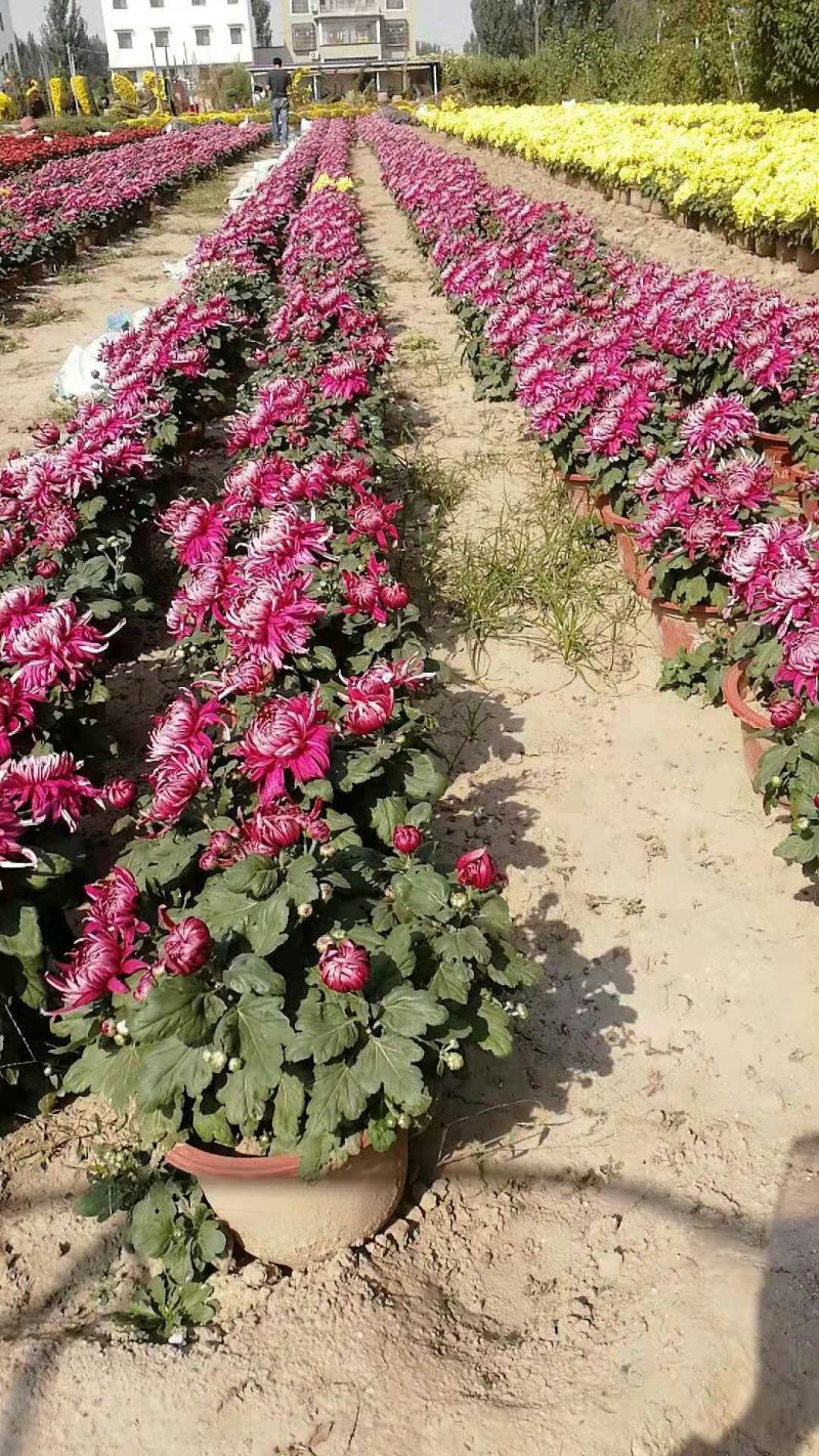 菊花