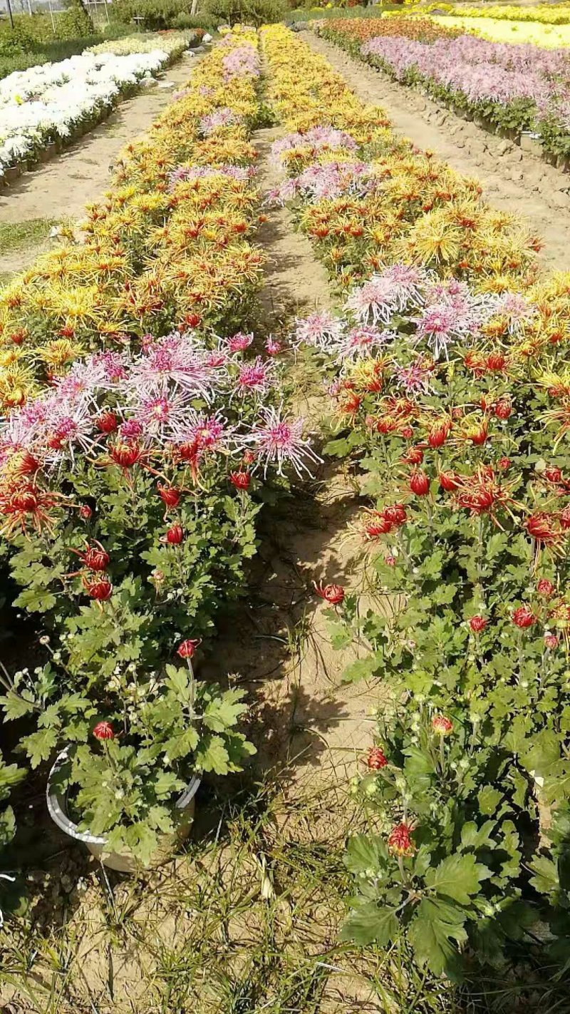菊花