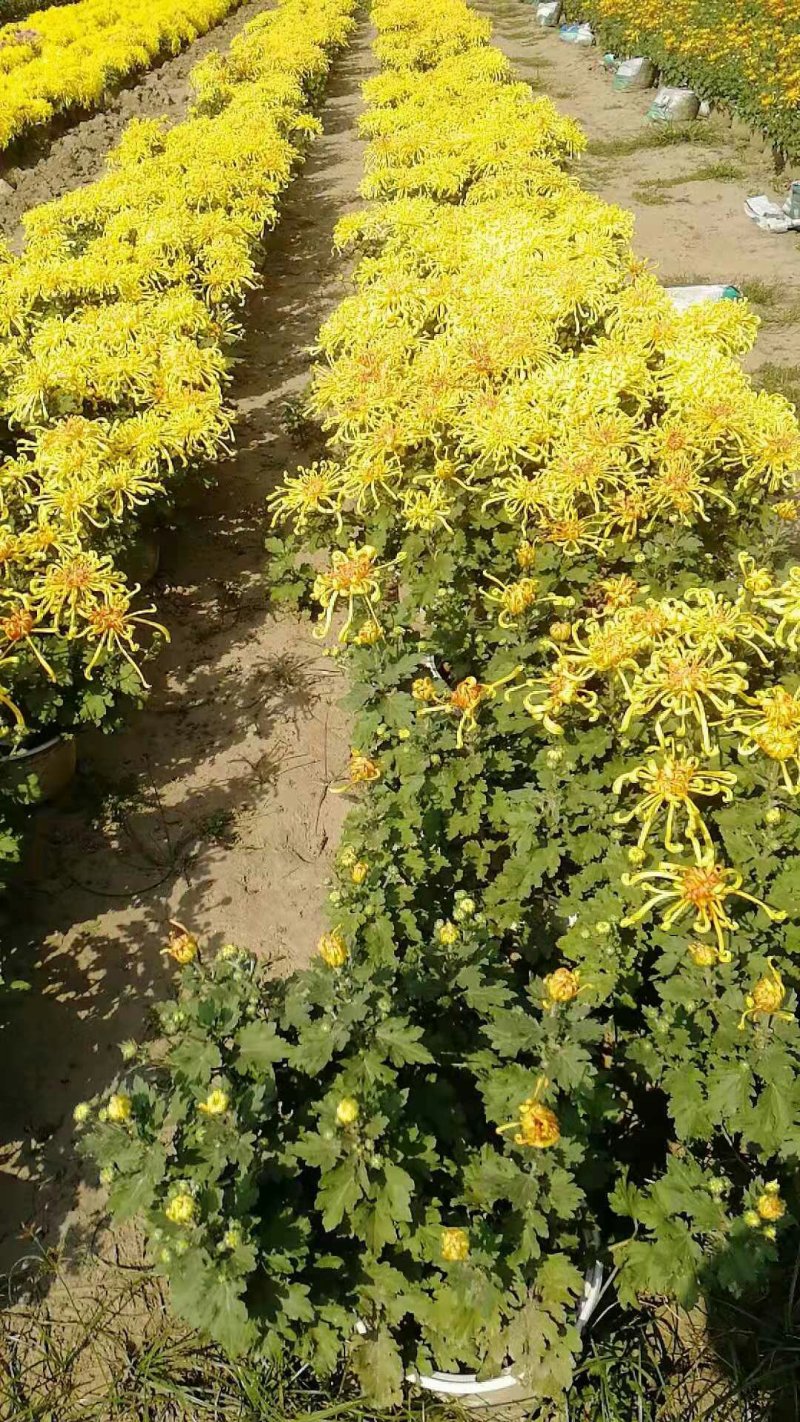 菊花