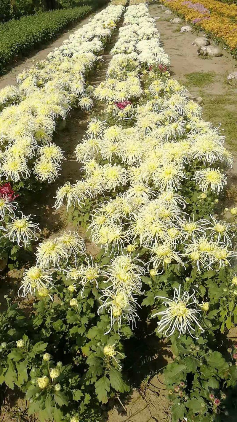 菊花