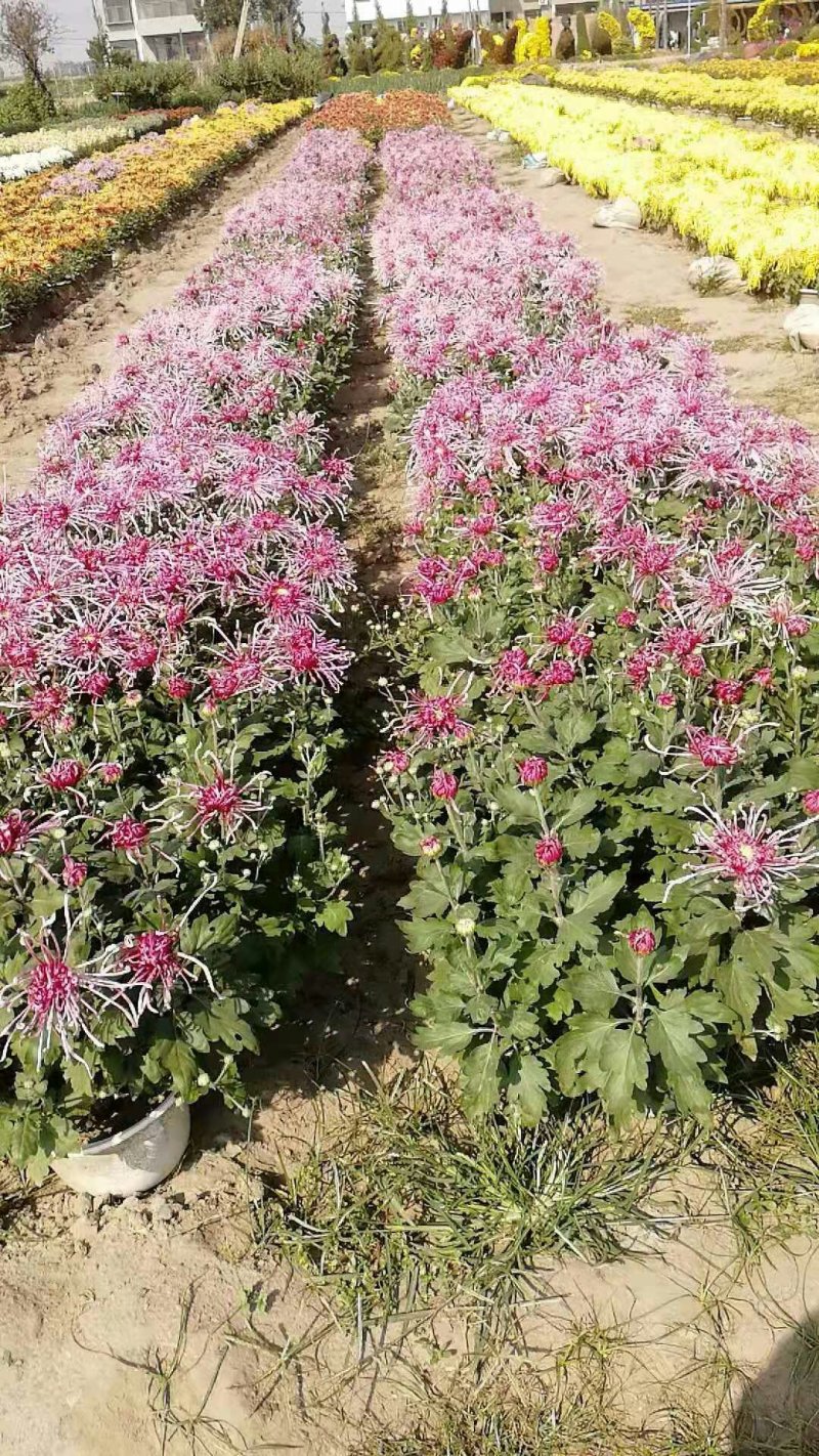 菊花