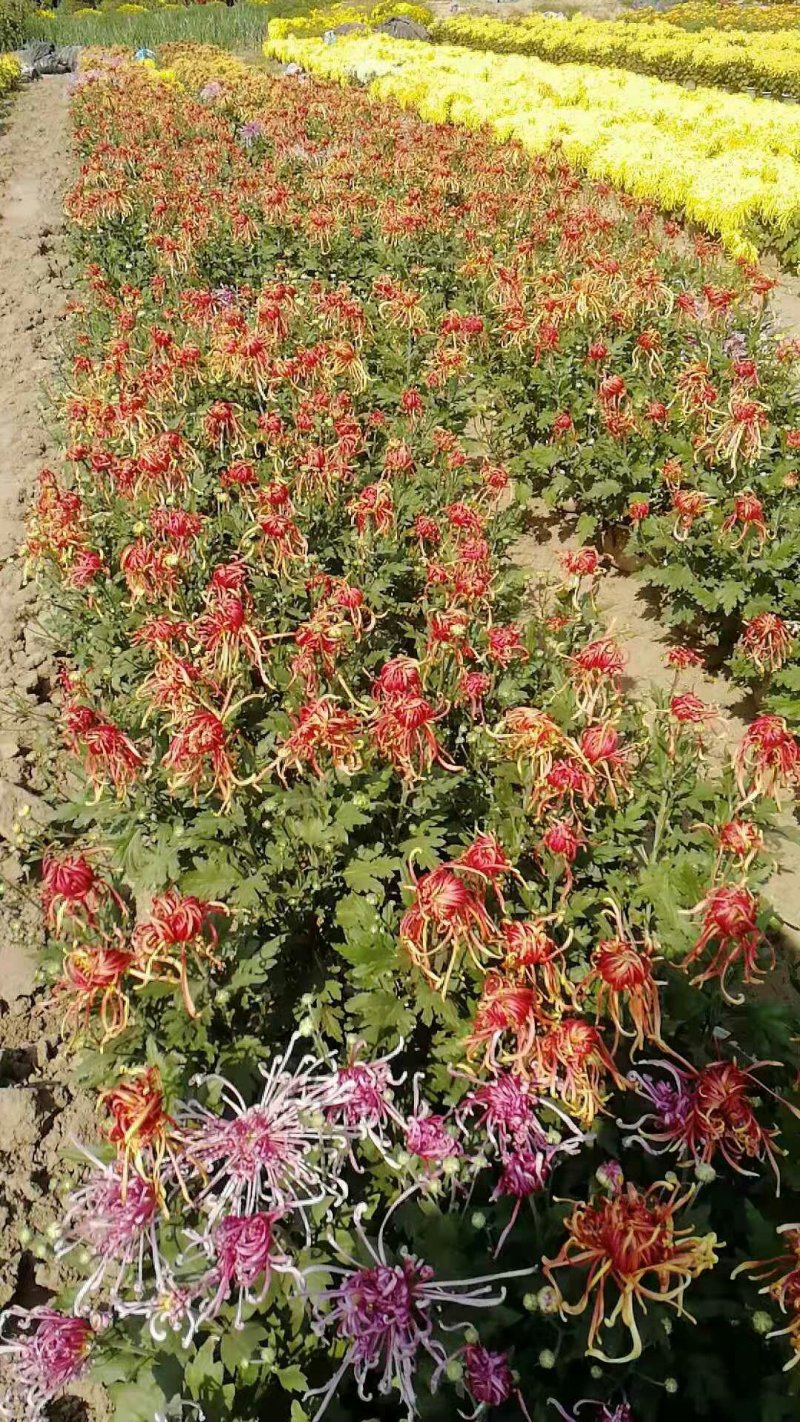 菊花