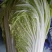 大白菜