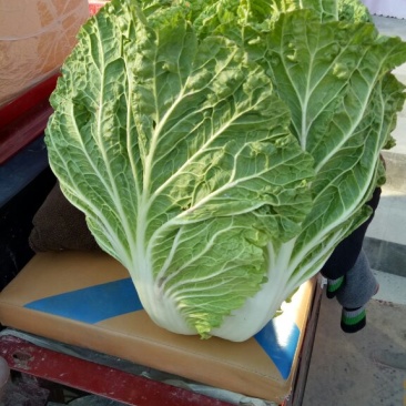 大白菜