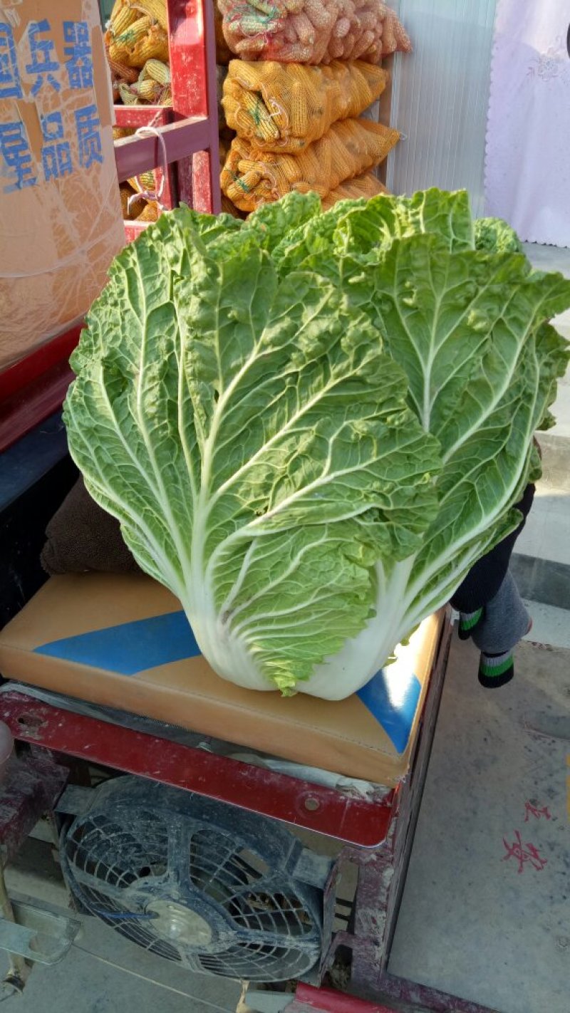 大白菜