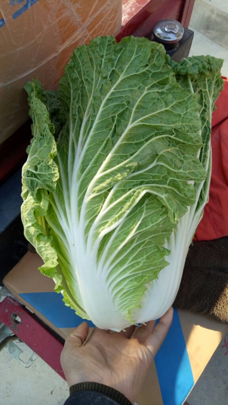 大白菜