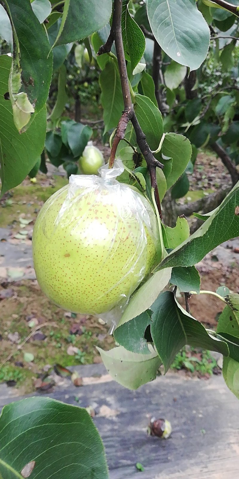 雪花梨