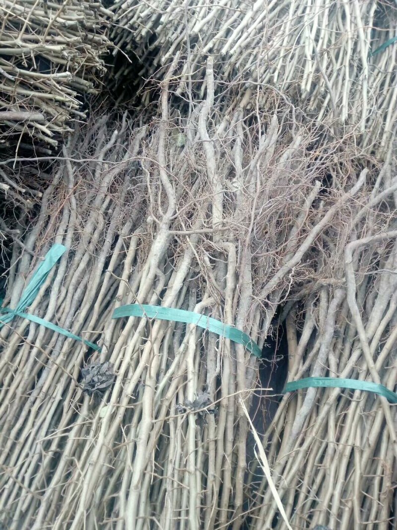 梨实生苗基地，梨树实生苗批发，保湿邮寄，视频看货