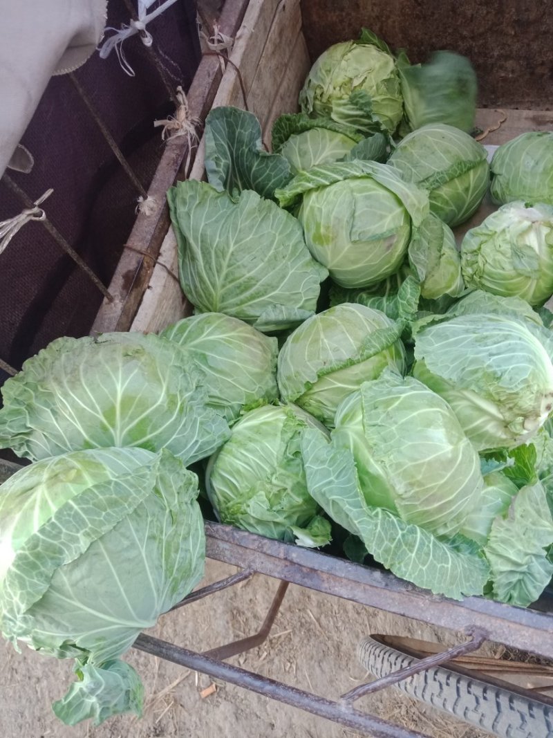 奥奇娜甘蓝，产地直供，个头均匀无虫，，欢迎选购