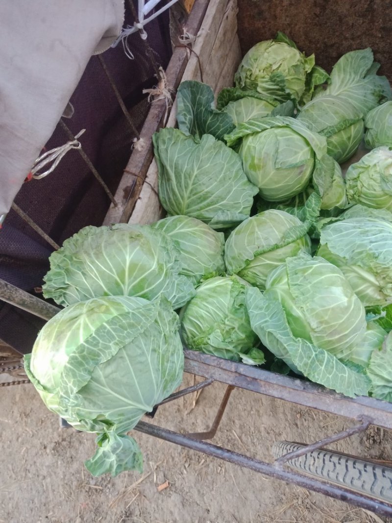 奥奇娜甘蓝，产地直供，个头均匀无虫，，欢迎选购