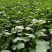 8424西瓜苗，8424自根苗