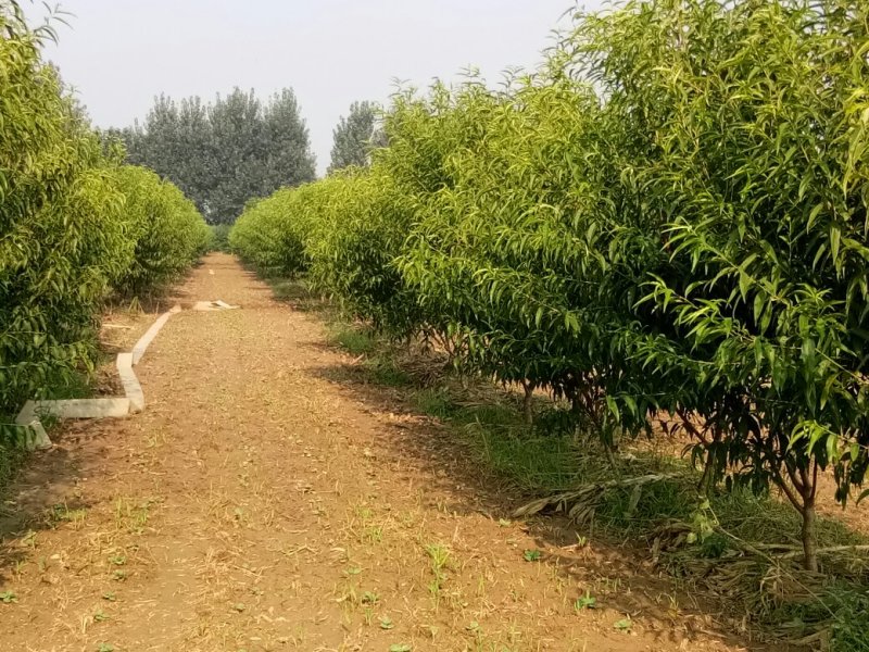 桃树苗