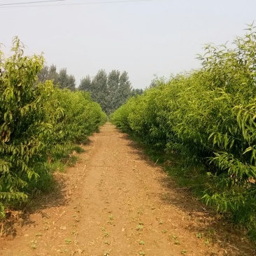 桃树苗