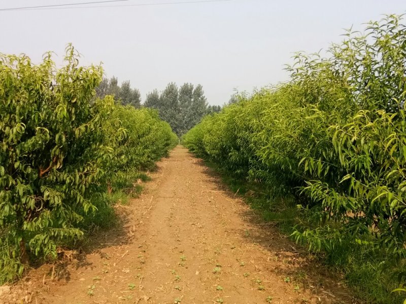 桃树苗