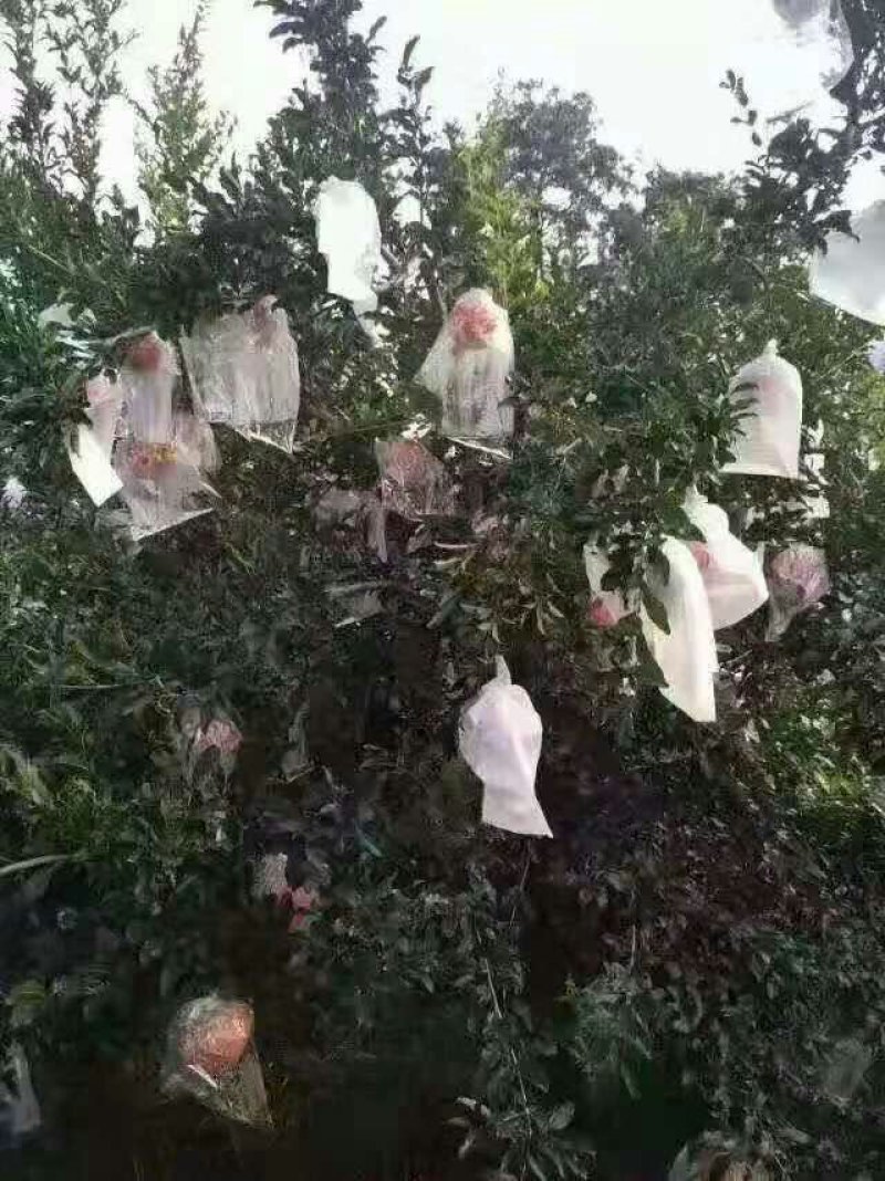 临潼石榴，籽大皮薄陆续上市了，欢迎各位老板前来骚扰