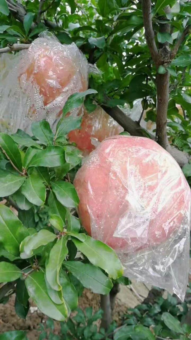 临潼石榴，籽大皮薄陆续上市了，欢迎各位老板前来骚扰