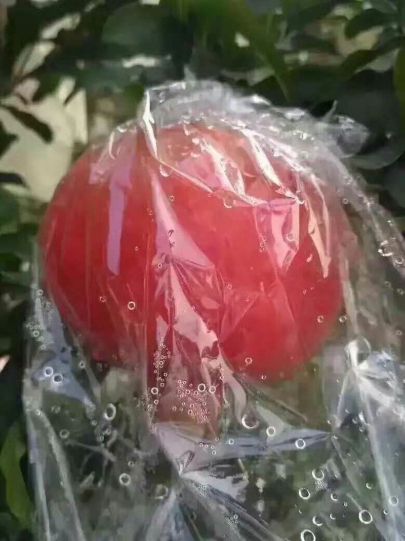 临潼石榴，籽大皮薄陆续上市了，欢迎各位老板前来骚扰