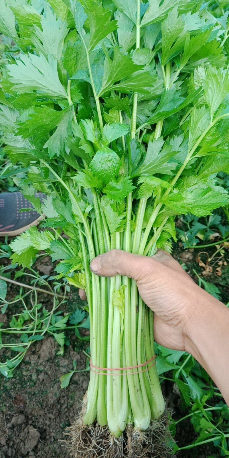 茼蒿-芹菜等