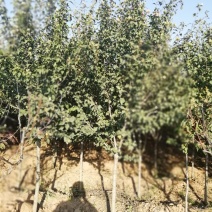 木槿