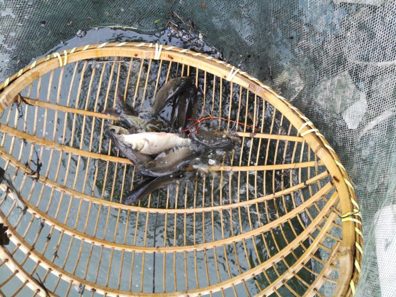福瑞鲤鱼苗鲤鱼苗优质鱼苗批发