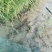 稻田养鸭水稻