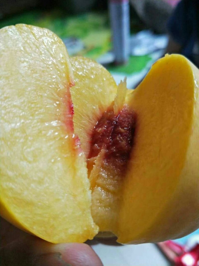 嫁接桃树苗、看圃起苗、批发、规格、品种齐全。