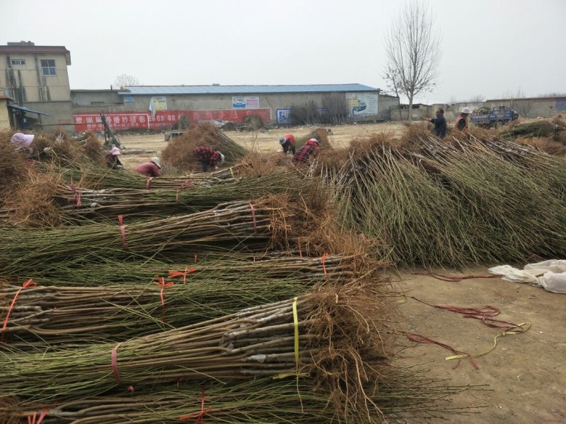 嫁接桃树苗、看圃起苗、批发、规格、品种齐全。