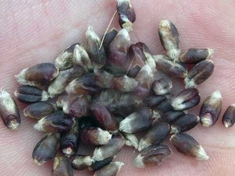 今年新黑小麦大量上市供应陆地自然成熟好吃不贵