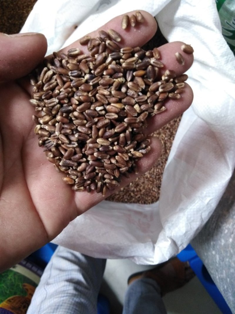 今年新黑小麦大量上市供应陆地自然成熟好吃不贵