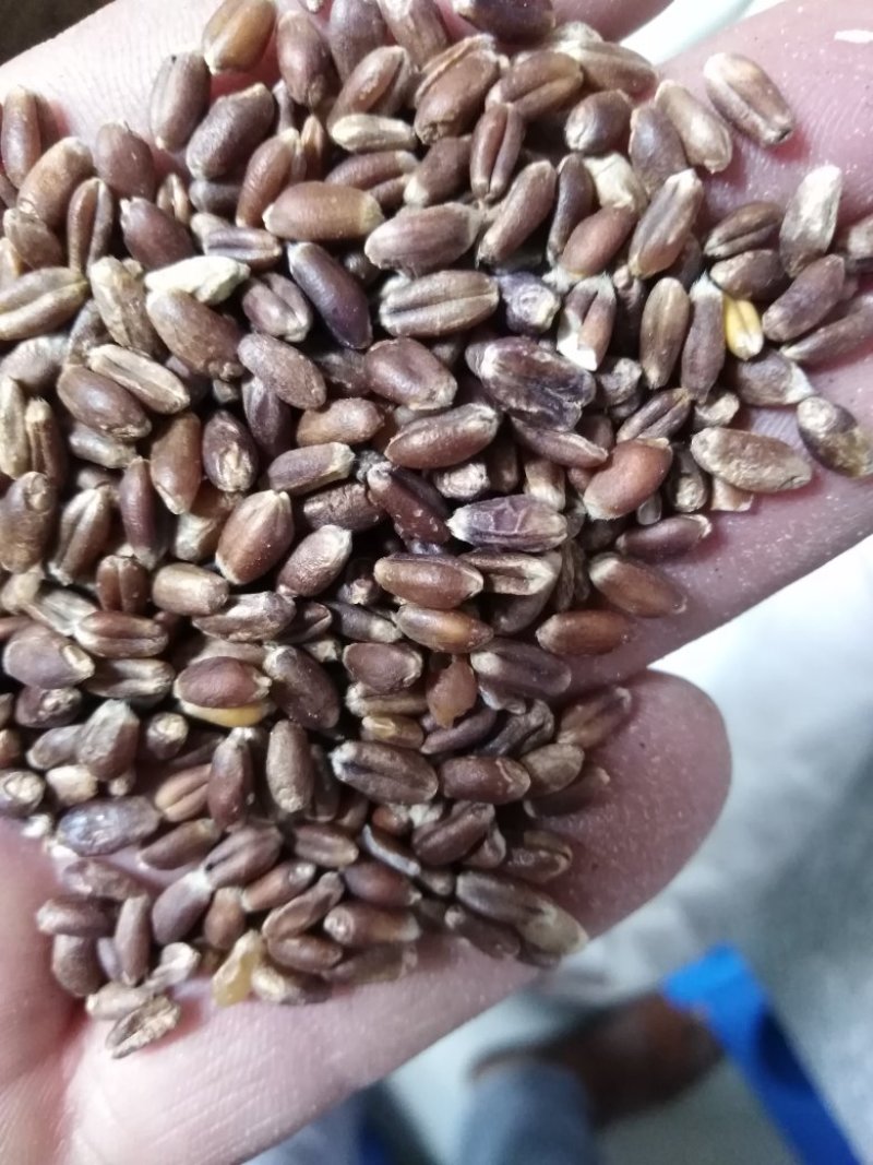 今年新黑小麦大量上市供应陆地自然成熟好吃不贵