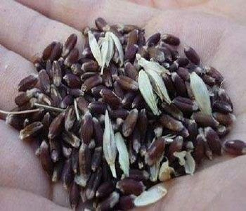 今年新黑小麦大量上市供应陆地自然成熟好吃不贵